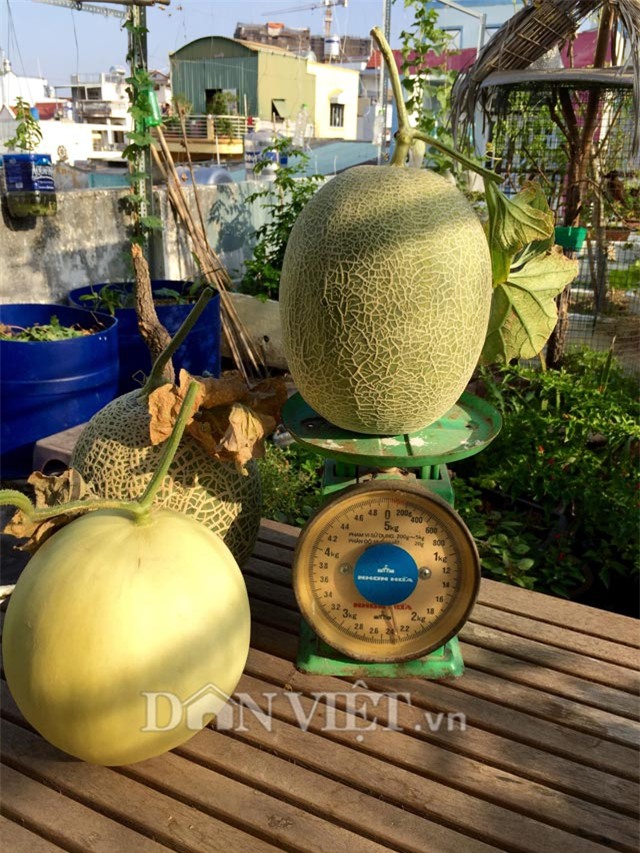 nong dan pho bay cach trong dua luc liu nhu 