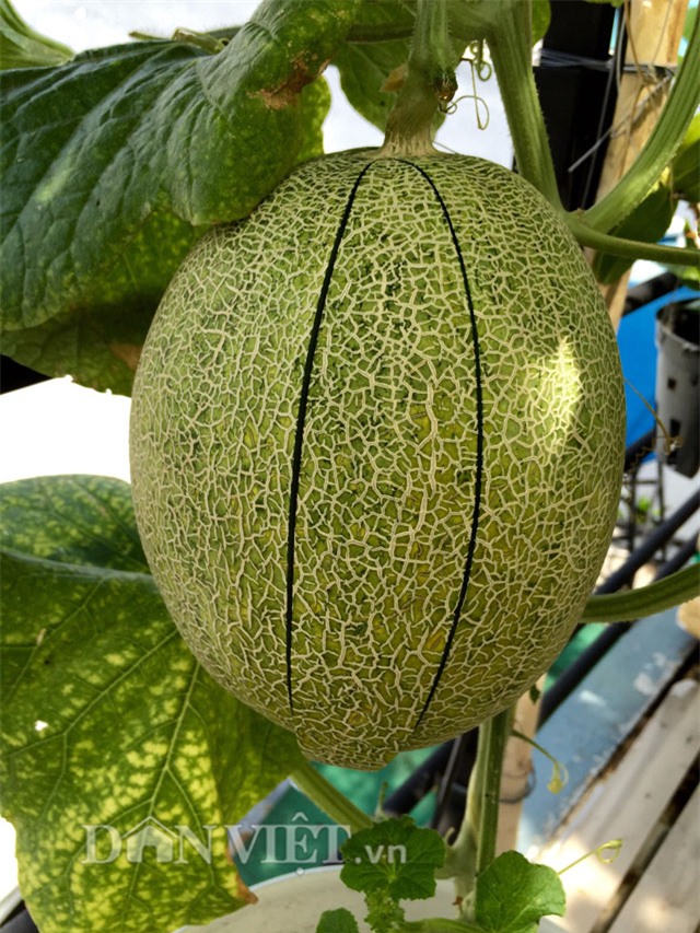 nong dan pho bay cach trong dua luc liu nhu 