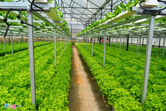 Trang trai rau hai tang khong can dat o Da Lat hinh anh 2