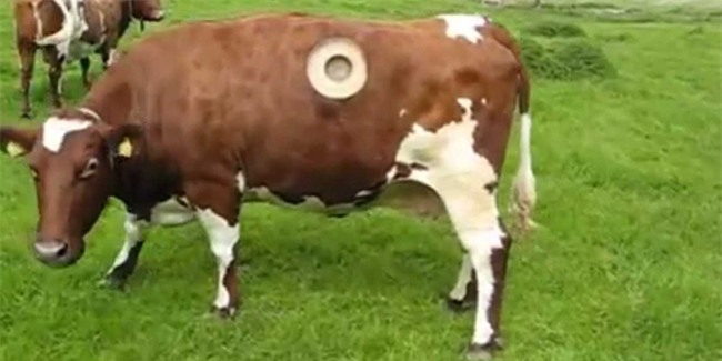 Kinh hãi nhìn thấy lỗ lớn trên bụng những con bò, ai cũng bất ngờ khi biết lý do - Ảnh 1.
