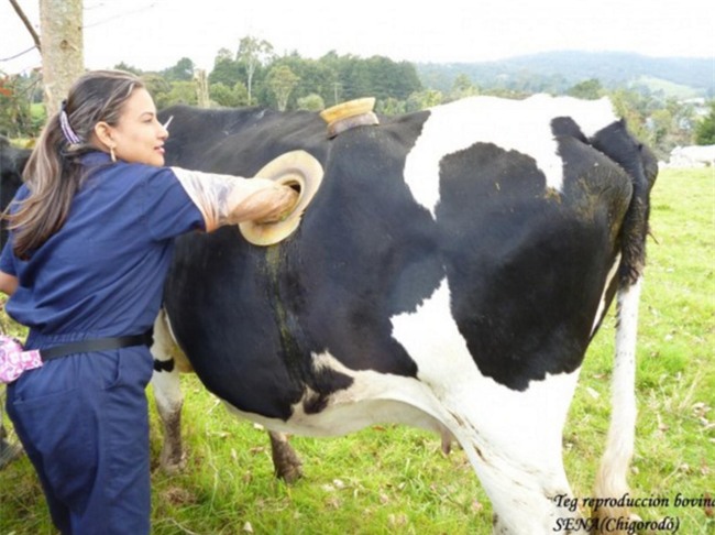 Kinh hãi nhìn thấy lỗ lớn trên bụng những con bò, ai cũng bất ngờ khi biết lý do - Ảnh 2.