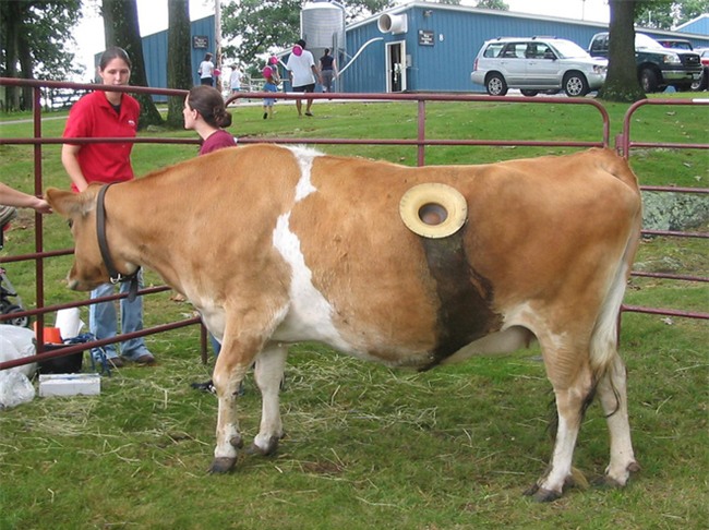 Kinh hãi nhìn thấy lỗ lớn trên bụng những con bò, ai cũng bất ngờ khi biết lý do - Ảnh 5.