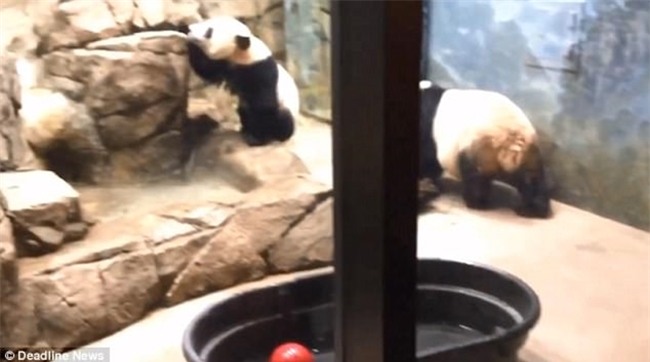 Cảnh tượng gấu trúc mẹ cào tường tìm con mới cai sữa khiến nhiều người không khỏi xót xa - Ảnh 2.