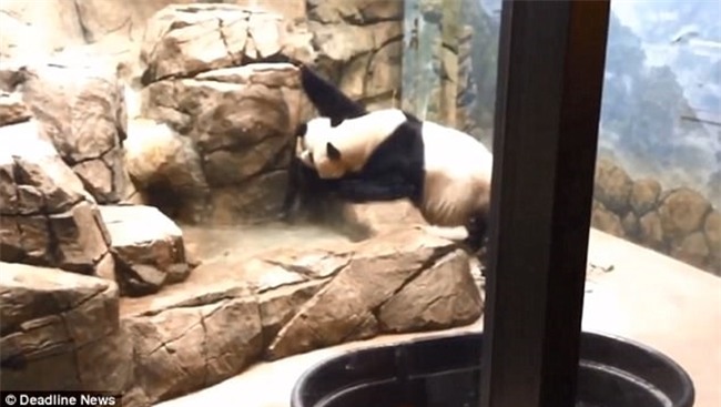 Cảnh tượng gấu trúc mẹ cào tường tìm con mới cai sữa khiến nhiều người không khỏi xót xa - Ảnh 3.