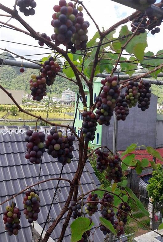 trồng nho trên sân thượng, siêu nông dân, trồng rau sạch