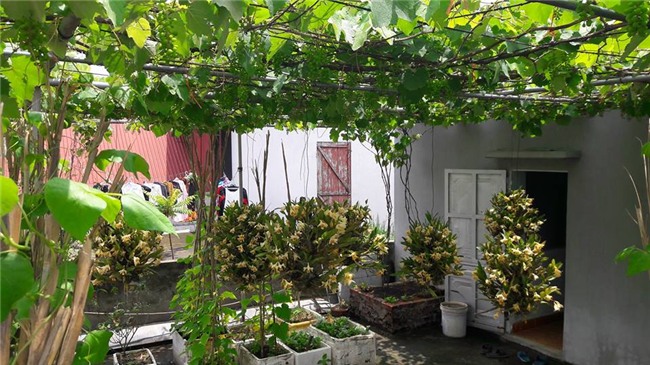 trồng nho trên sân thượng, siêu nông dân, trồng rau sạch