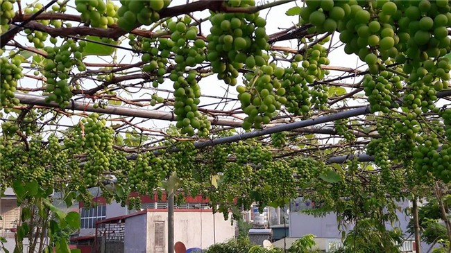trồng nho trên sân thượng, siêu nông dân, trồng rau sạch