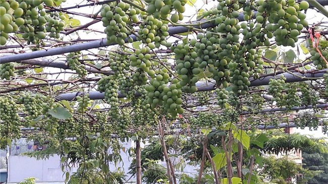 trồng nho trên sân thượng, siêu nông dân, trồng rau sạch