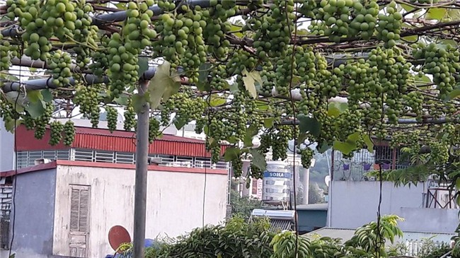trồng nho trên sân thượng, siêu nông dân, trồng rau sạch
