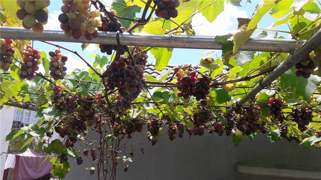 trồng nho trên sân thượng, siêu nông dân, trồng rau sạch