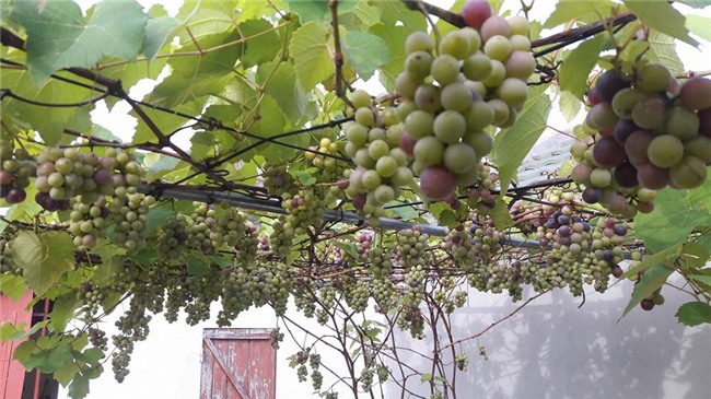 trồng nho trên sân thượng, siêu nông dân, trồng rau sạch
