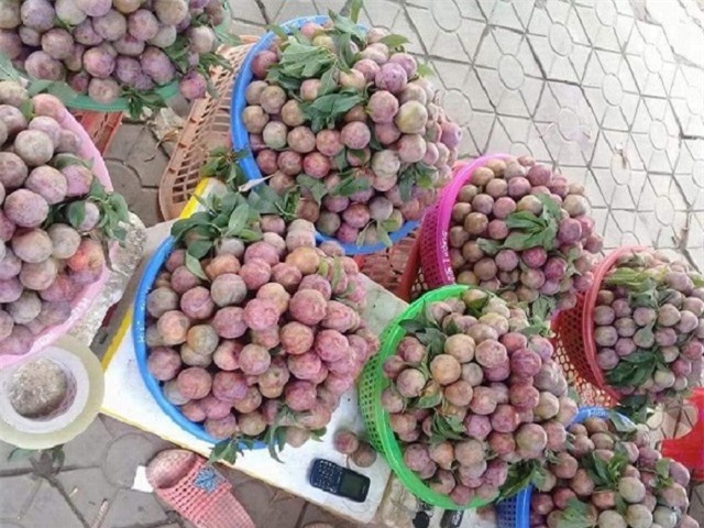 Mận tam hoa, mận, cháy hàng, nông sản, hoa quả