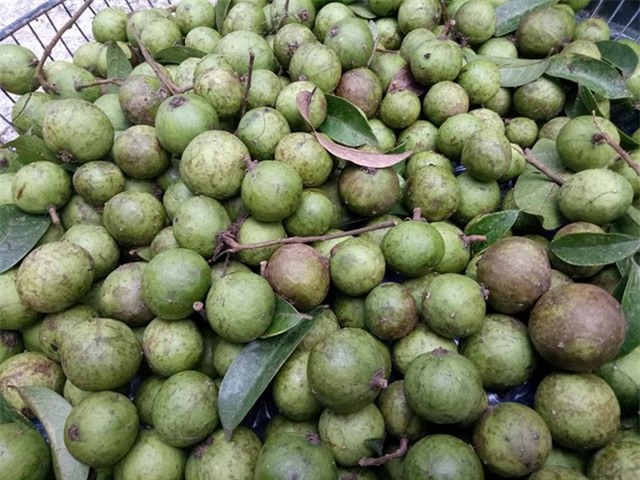 sấu non, thương lái,