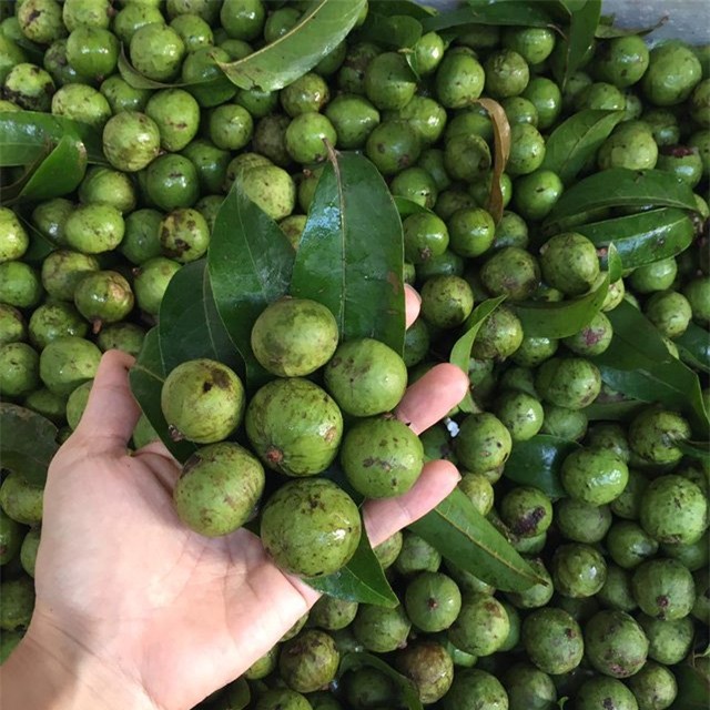 sấu non, thương lái,