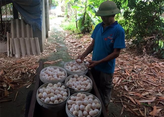 trứng gà, trứng gia cầm, giá trứng gia cầm giảm, giá thịt gà giảm, người chăn nuôi