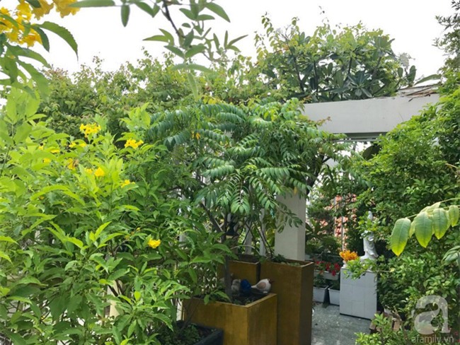 Khu vườn trên sân thượng rộng tới 200m² bạt ngàn rau quả sạch của nữ doanh nhân Sài Thành - Ảnh 11.