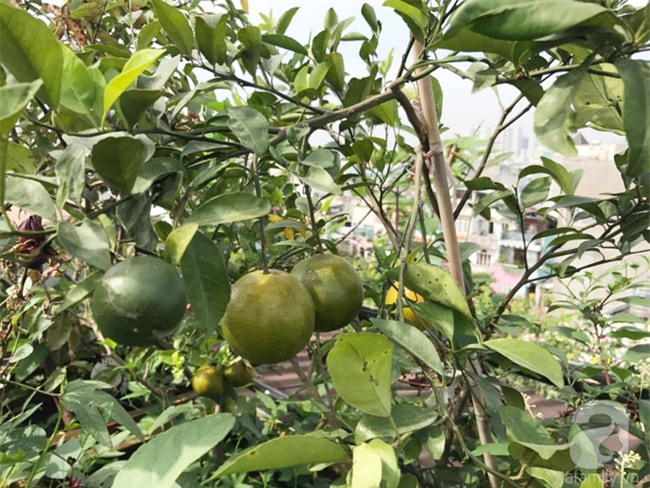 Khu vườn trên sân thượng rộng tới 200m² bạt ngàn rau quả sạch của nữ doanh nhân Sài Thành - Ảnh 12.