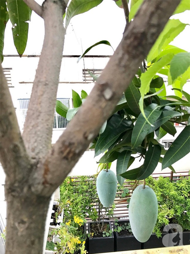 Khu vườn trên sân thượng rộng tới 200m² bạt ngàn rau quả sạch của nữ doanh nhân Sài Thành - Ảnh 13.