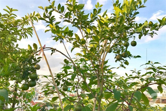 Khu vườn trên sân thượng rộng tới 200m² bạt ngàn rau quả sạch của nữ doanh nhân Sài Thành - Ảnh 17.
