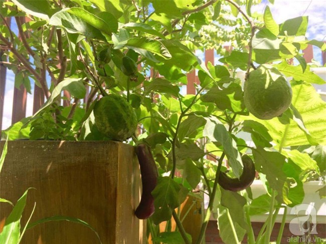 Khu vườn trên sân thượng rộng tới 200m² bạt ngàn rau quả sạch của nữ doanh nhân Sài Thành - Ảnh 18.