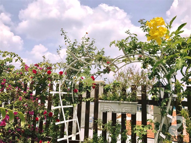 Khu vườn trên sân thượng rộng tới 200m² bạt ngàn rau quả sạch của nữ doanh nhân Sài Thành - Ảnh 2.