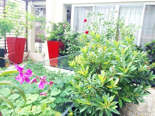 Khu vườn trên sân thượng rộng tới 200m² bạt ngàn rau quả sạch của nữ doanh nhân Sài Thành - Ảnh 9.