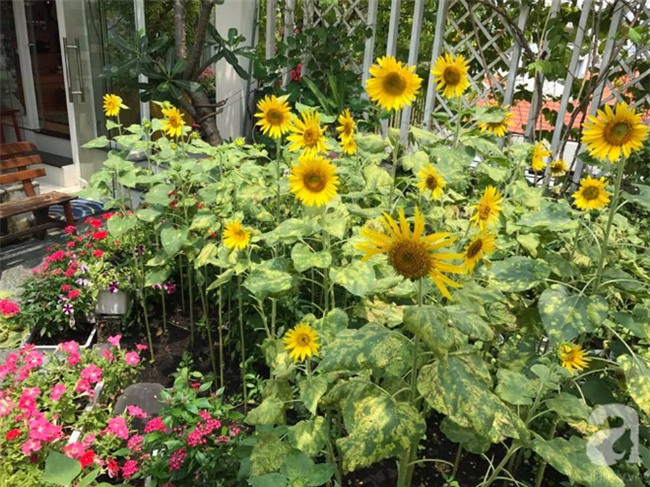 Khu vườn trên sân thượng rộng tới 200m² bạt ngàn rau quả sạch của nữ doanh nhân Sài Thành - Ảnh 20.