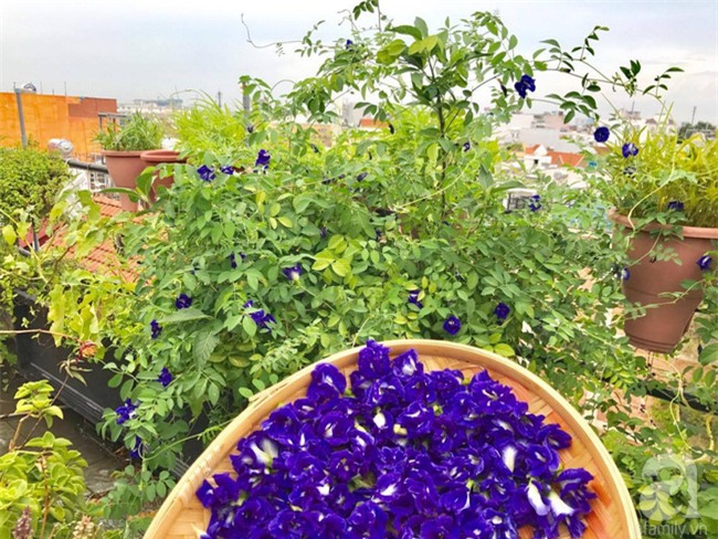 Khu vườn trên sân thượng rộng tới 200m² bạt ngàn rau quả sạch của nữ doanh nhân Sài Thành - Ảnh 21.