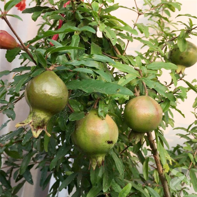 Khu vườn trên sân thượng rộng tới 200m² bạt ngàn rau quả sạch của nữ doanh nhân Sài Thành - Ảnh 22.