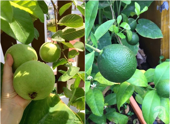 Khu vườn trên sân thượng rộng tới 200m² bạt ngàn rau quả sạch của nữ doanh nhân Sài Thành - Ảnh 24.