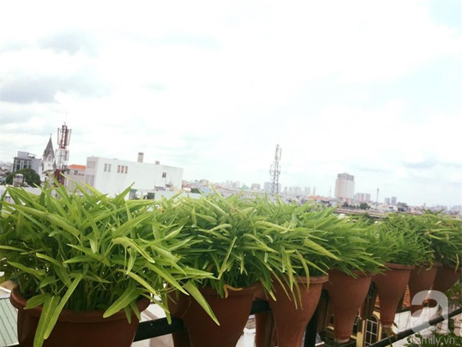 Khu vườn trên sân thượng rộng tới 200m² bạt ngàn rau quả sạch của nữ doanh nhân Sài Thành - Ảnh 29.