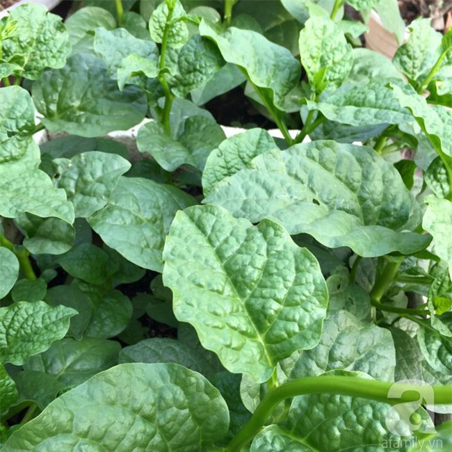 Khu vườn trên sân thượng rộng tới 200m² bạt ngàn rau quả sạch của nữ doanh nhân Sài Thành - Ảnh 30.