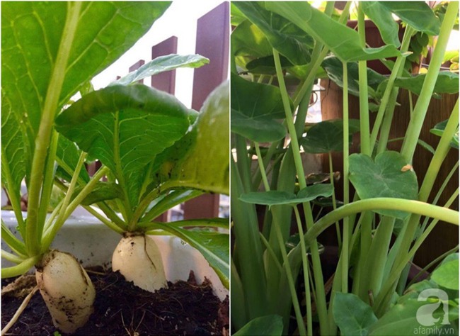 Khu vườn trên sân thượng rộng tới 200m² bạt ngàn rau quả sạch của nữ doanh nhân Sài Thành - Ảnh 31.