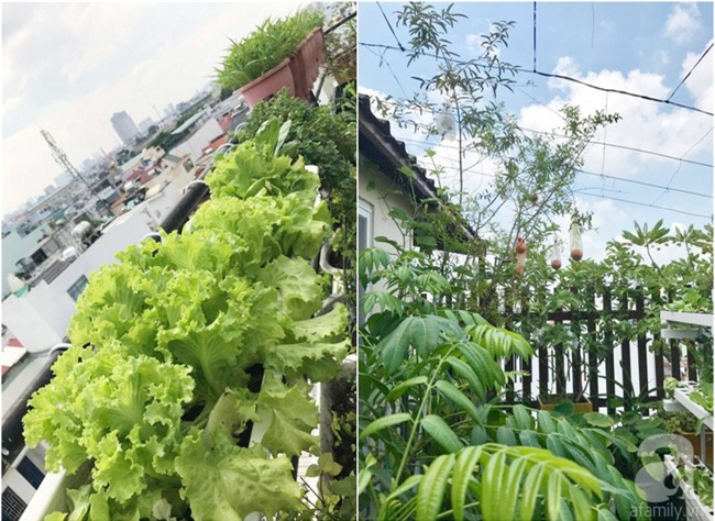 Khu vườn trên sân thượng rộng tới 200m² bạt ngàn rau quả sạch của nữ doanh nhân Sài Thành - Ảnh 32.