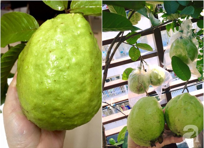 Khu vườn trên sân thượng rộng tới 200m² bạt ngàn rau quả sạch của nữ doanh nhân Sài Thành - Ảnh 36.