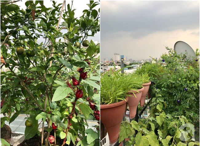 Khu vườn trên sân thượng rộng tới 200m² bạt ngàn rau quả sạch của nữ doanh nhân Sài Thành - Ảnh 38.