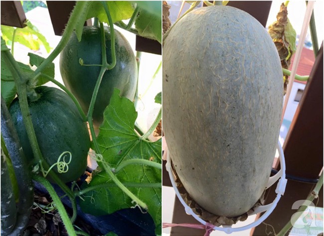 Khu vườn trên sân thượng rộng tới 200m² bạt ngàn rau quả sạch của nữ doanh nhân Sài Thành - Ảnh 39.