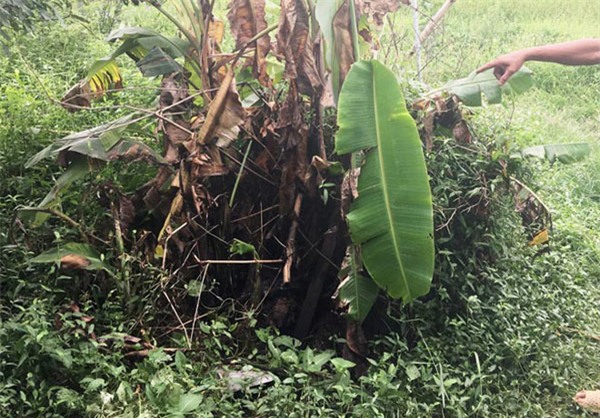 hien truong vu giet nguoi roi rach bung, cat "cua quy" o hung yen - 6