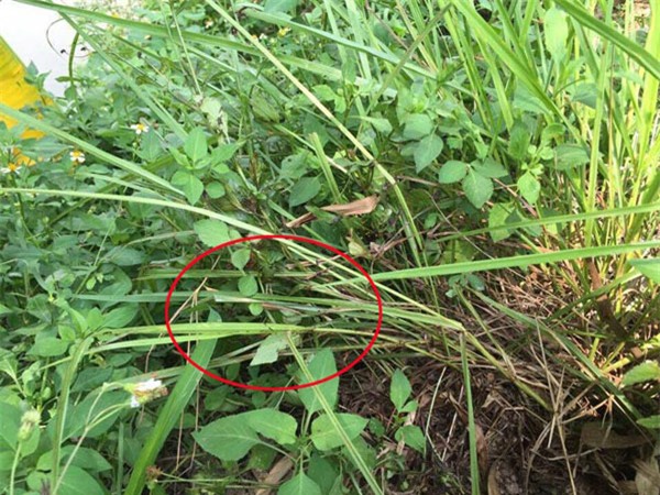 hien truong vu giet nguoi roi rach bung, cat "cua quy" o hung yen - 7