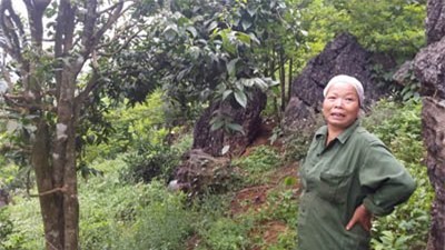 rau rừng, trồng rau, nông dân, rau sạch