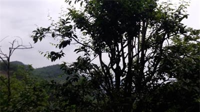 rau rừng, trồng rau, nông dân, rau sạch