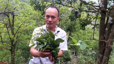 rau rừng, trồng rau, nông dân, rau sạch