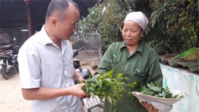 rau rừng, trồng rau, nông dân, rau sạch