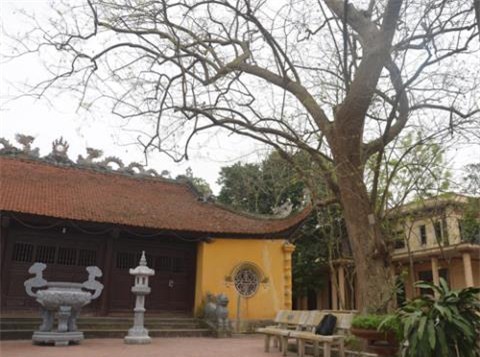 cây sưa, sưa trăm tỷ, gỗ sưa, gỗ quý,