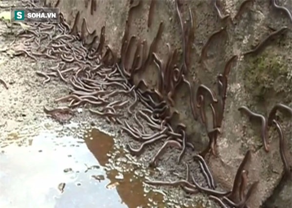 Cả vùng quê bị quái trùng tấn công: Đổ thuốc sâu đậm đặc tiêu diệt, càng giết càng nhiều - Ảnh 1.