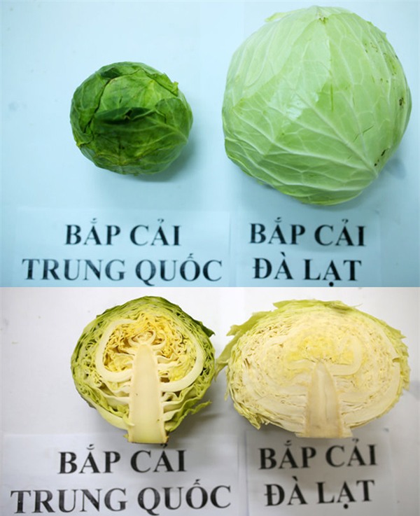 Phân biệt rau củ quả Trung Quốc và Đà Lạt - Ảnh 4.