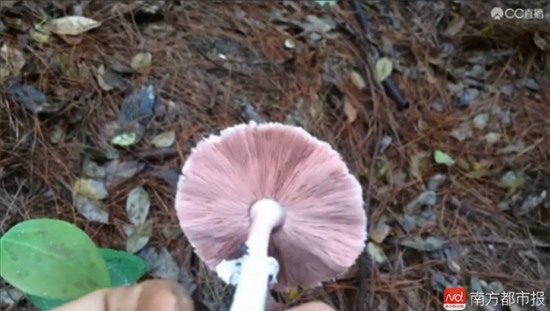 Đang livestream cảnh hái nấm trong rừng, MC bất ngờ phát hiện thi thể đang phân hủy - Ảnh 2.