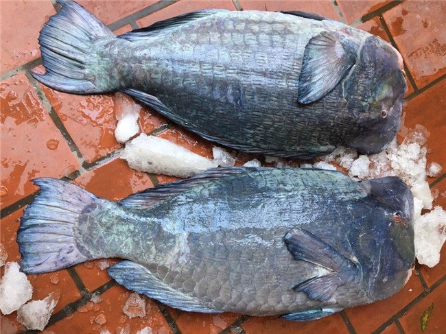 đặc sản biển, đặc sản lạ, cá khủng