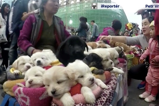 Canh ban cho con nhu thu bong gay tranh cai tren mang hinh anh 1