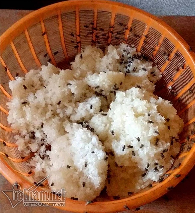 Ô nhiễm, ruồi, Ruồi gây ô nhiễm Hòa Bình